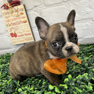 French Bulldog Puppy Freddie