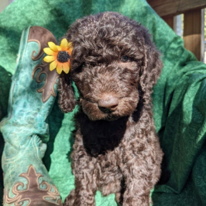 Goldendoodle Puppy Brandi