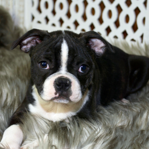 Boston Terrier Puppy Tucker