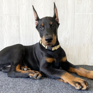 Doberman Pinscher Puppy Axel
