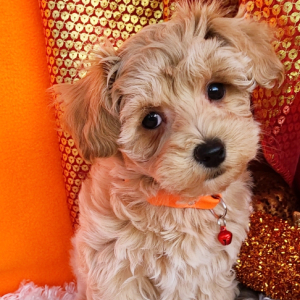 Maltipoo Puppy Archie