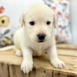 Labrador Retriever Puppy Salim