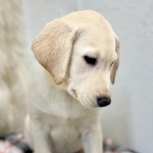Labrador Retriever Puppy Salim