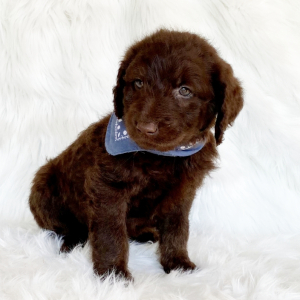 Labradoodle Puppy Murphy