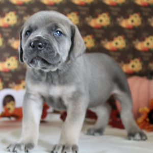 Cane Corso Puppy Levi