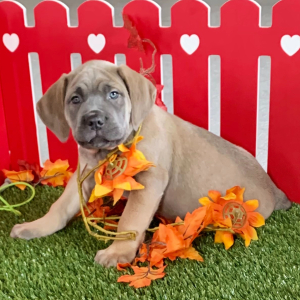Cane Corso Puppy Levi
