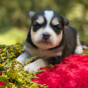Pomsky Puppy Mark