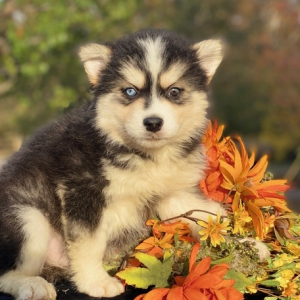 Pomsky Puppy Mark