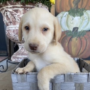 Labrador Retriever Puppy Dutch