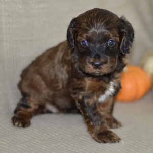 Cockapoo Puppy Niki