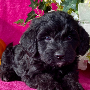 Goldendoodle Puppy Gerald