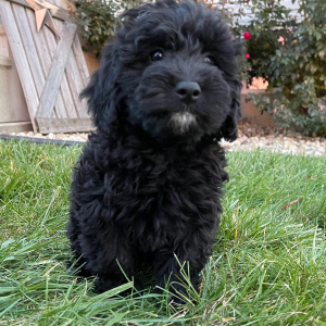 Goldendoodle Puppy Gerald