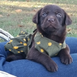 Labrador Retriever Puppy Lovely