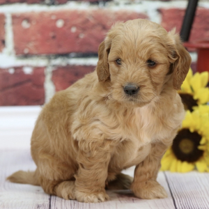 Goldendoodle Puppy Asher