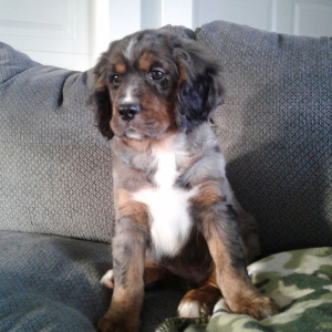 Bernalier Puppy Gigi