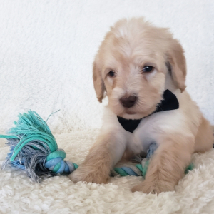 Labradoodle Puppy Oliver