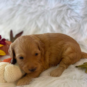 Goldendoodle Puppy Bonnie