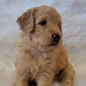 Goldendoodle Puppy Bonnie