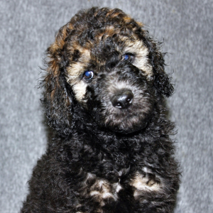 Poodle Puppy Fender