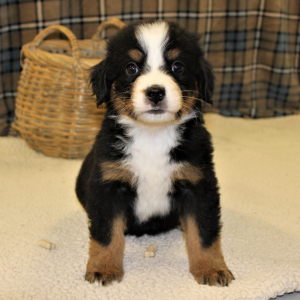Bernese Mountain Dog Puppy Lady