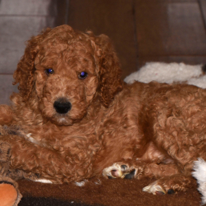 Poodle Puppy Andrew