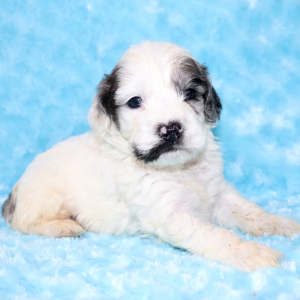 Cockapoo Puppy Zuma