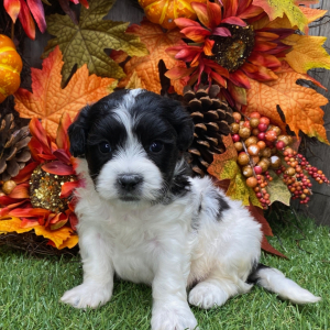 Shichon Puppy Neil