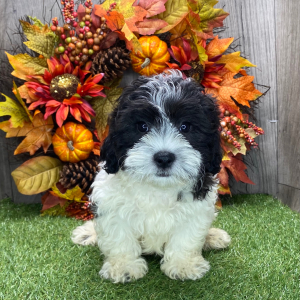 Shichon Puppy Neil