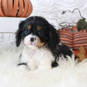 Cavalier King Charles Spaniel Puppy Serena