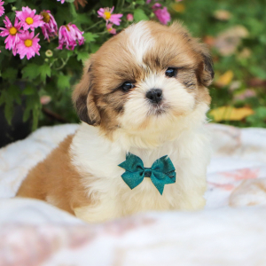 Shih Tzu Puppy Milo