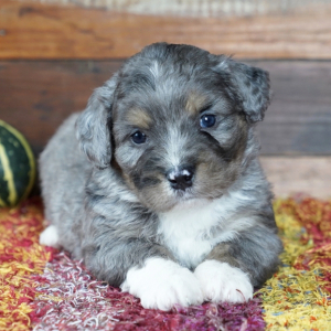 Bernedoodle Puppy Darby