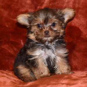 Yorkshire Terrier Puppy Jacob