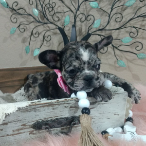 French Bulldog Puppy Gabby