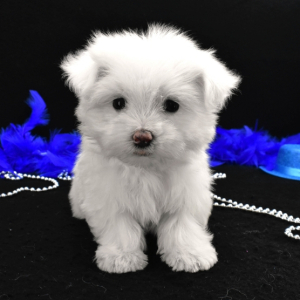 Maltese Puppy Peppy