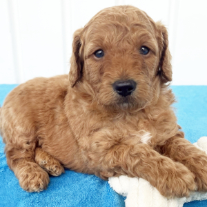 Goldendoodle Puppy Valor