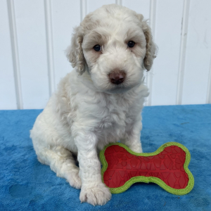 Poodle Puppy Sonny