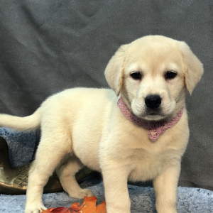 Labrador Retriever Puppy Lizzy