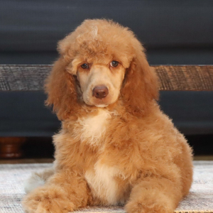 Poodle Puppy Raine