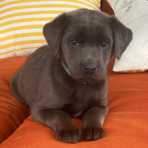 Labrador Retriever Puppy Sterling