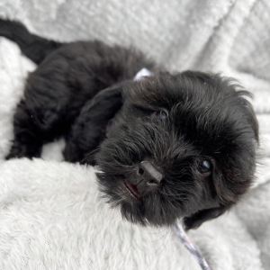 Shihpoo Puppy Grady