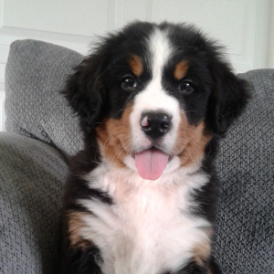 Bernese Mountain Dog Puppy Rocky