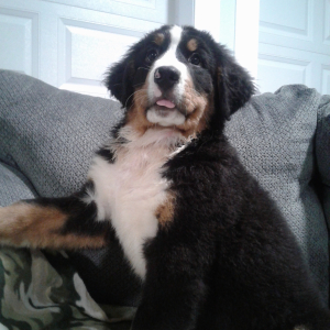 Bernese Mountain Dog Puppy Rocky