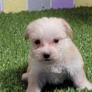 Morkie Puppy Niko