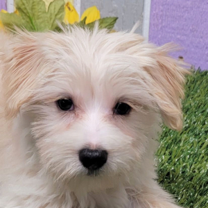 Morkie Puppy Niko