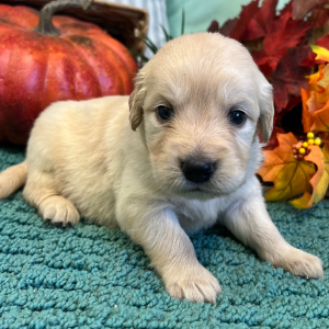 Golden Retriever Puppy Jackson
