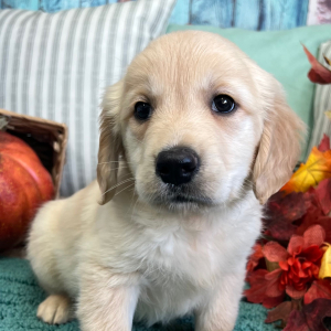 Golden Retriever Puppy Jackson