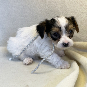 Yorkshire Terrier Puppy JJ