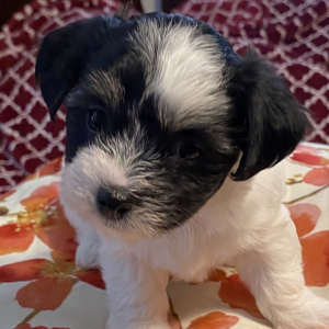 Coton de Tulear Puppy Rose