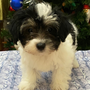 Coton de Tulear Puppy Rose