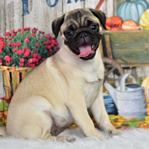 Pug Puppy Jewel